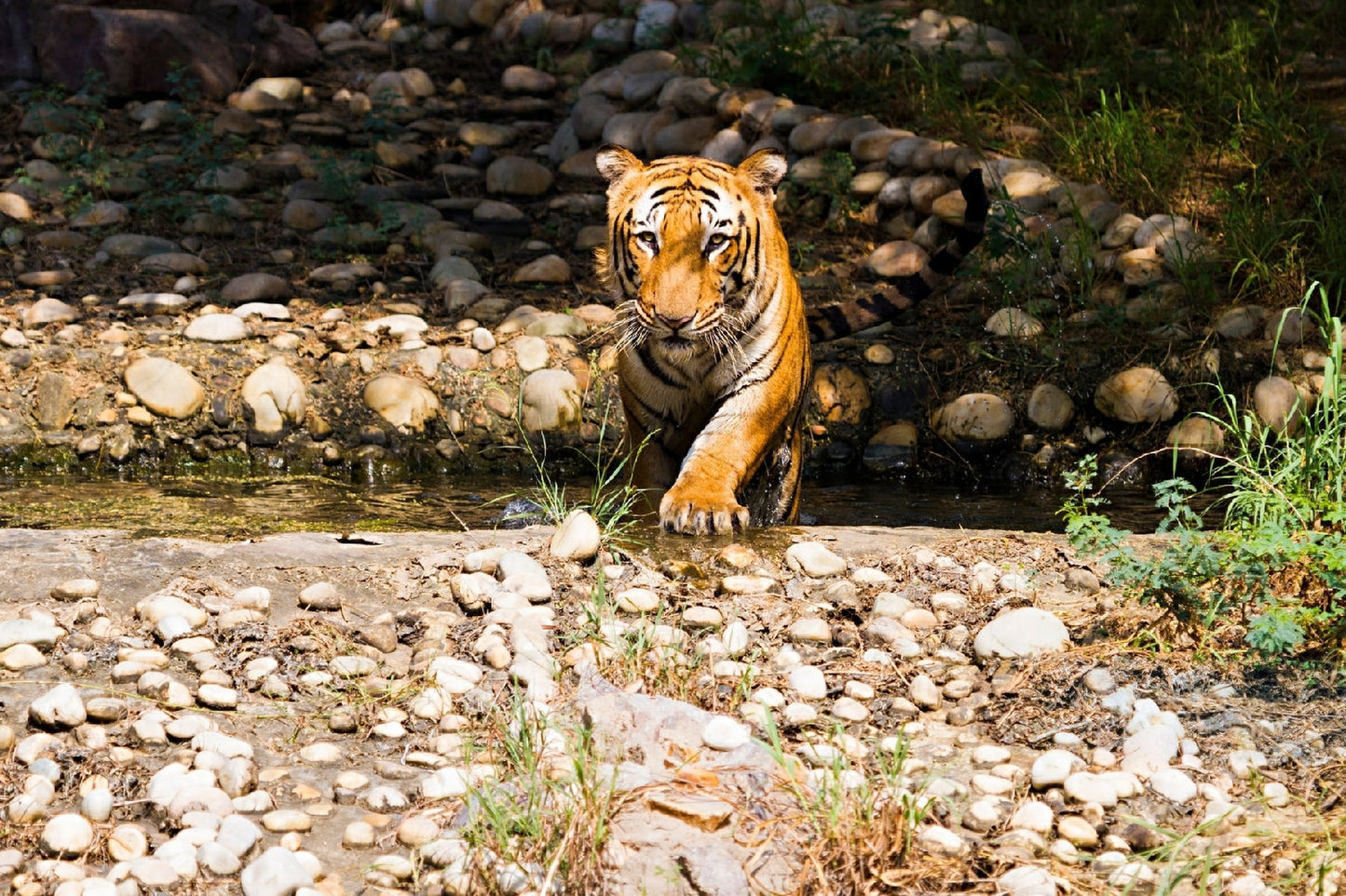 Golden Triangle with Ranthambore Tour